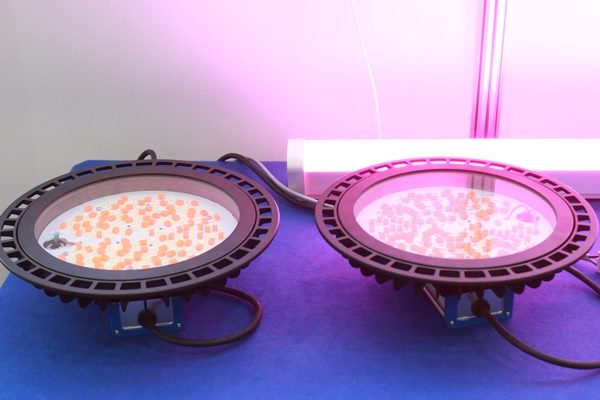 [LED & OLED EXPO 2020] GL Vision to commercialize QD lighting applied ...
